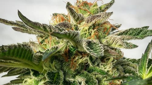 girl-scout-cookies girl-scout-cookies